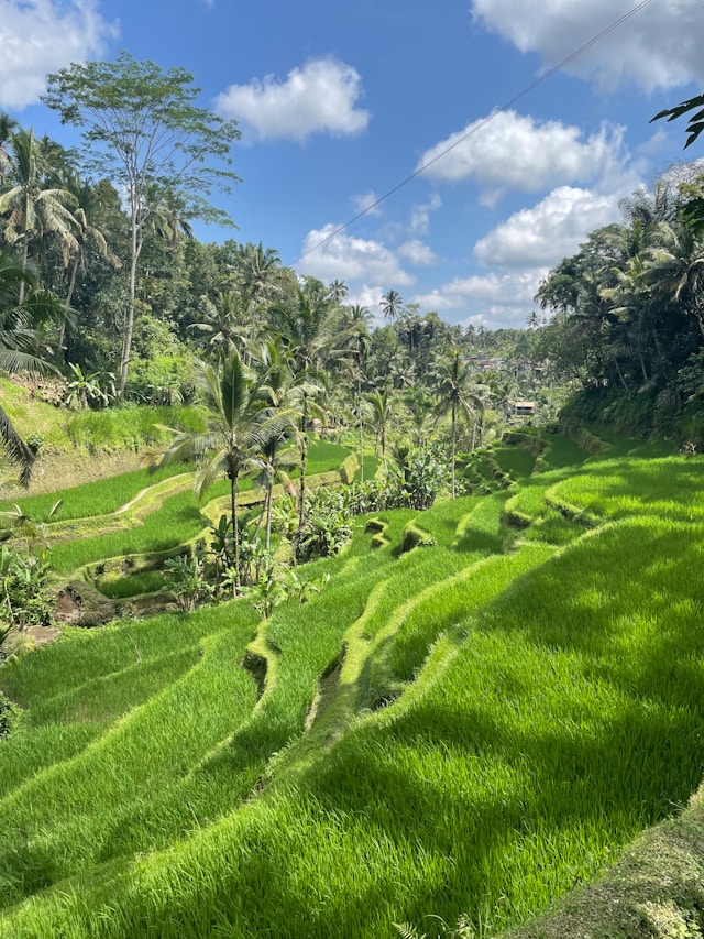 Ubud Tour